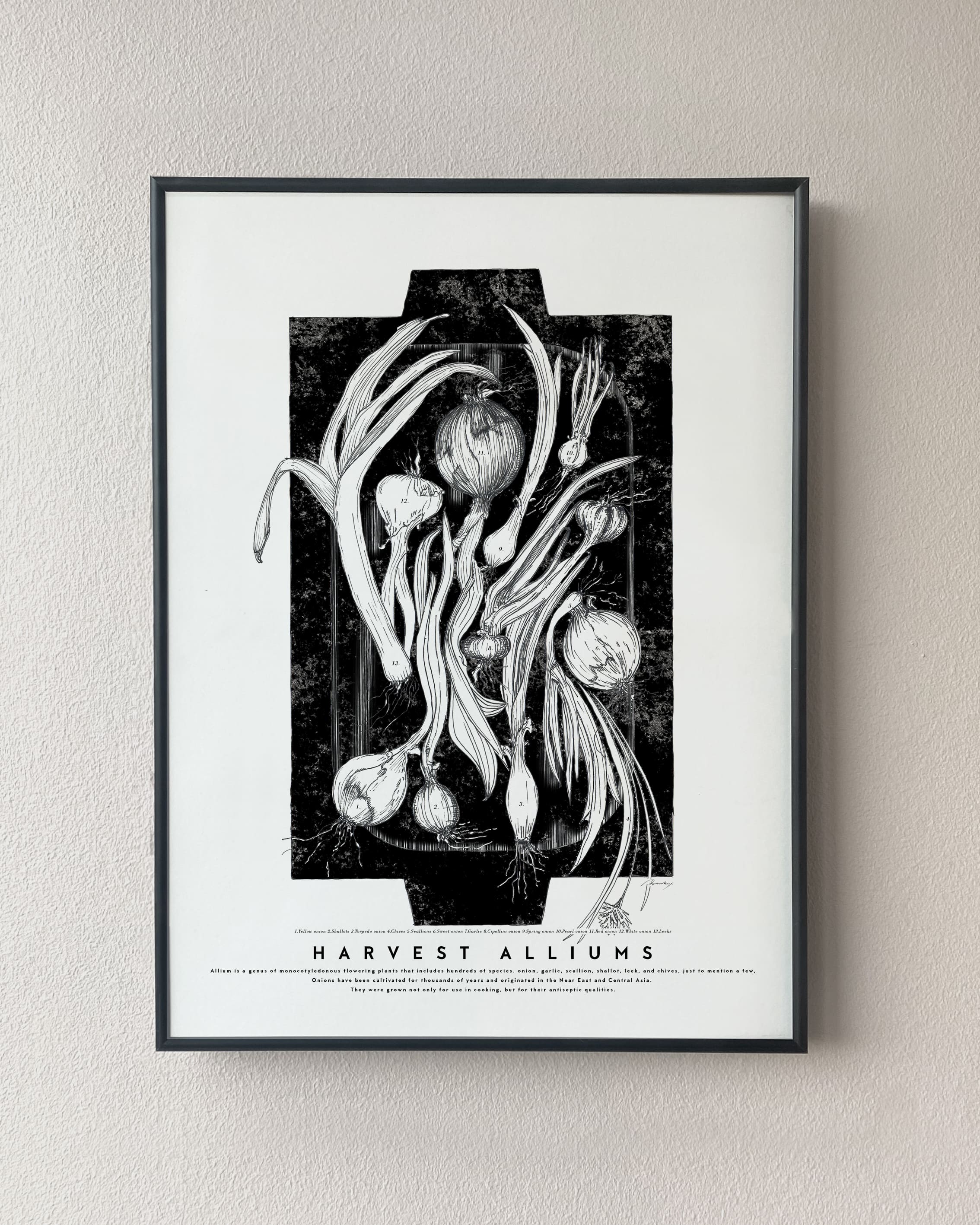 Harvey alliums. Leek, onion poster. Exclusive kitchen posters. Premium quality art prints, printed on environmentally friendly FSC marked paper.