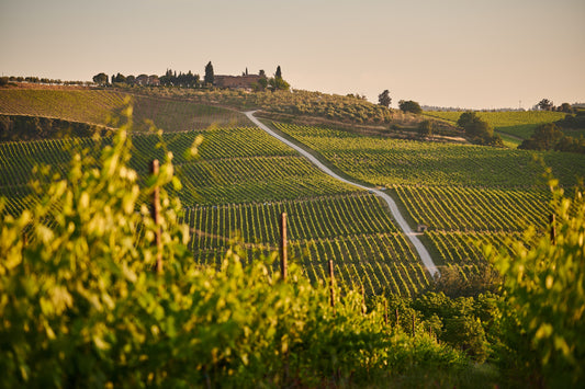 Wine map region Piemonte 