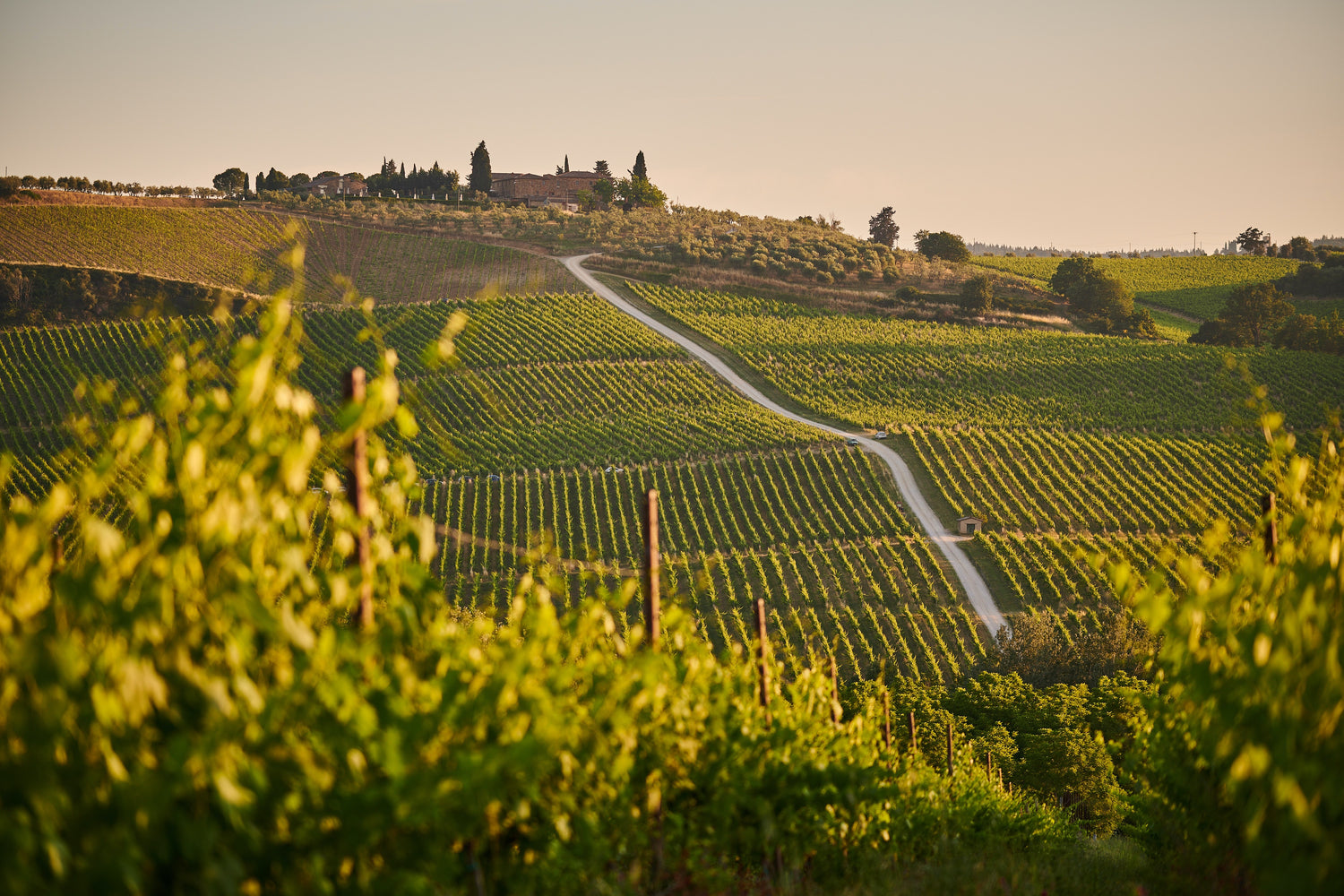 Wine map region Piemonte 