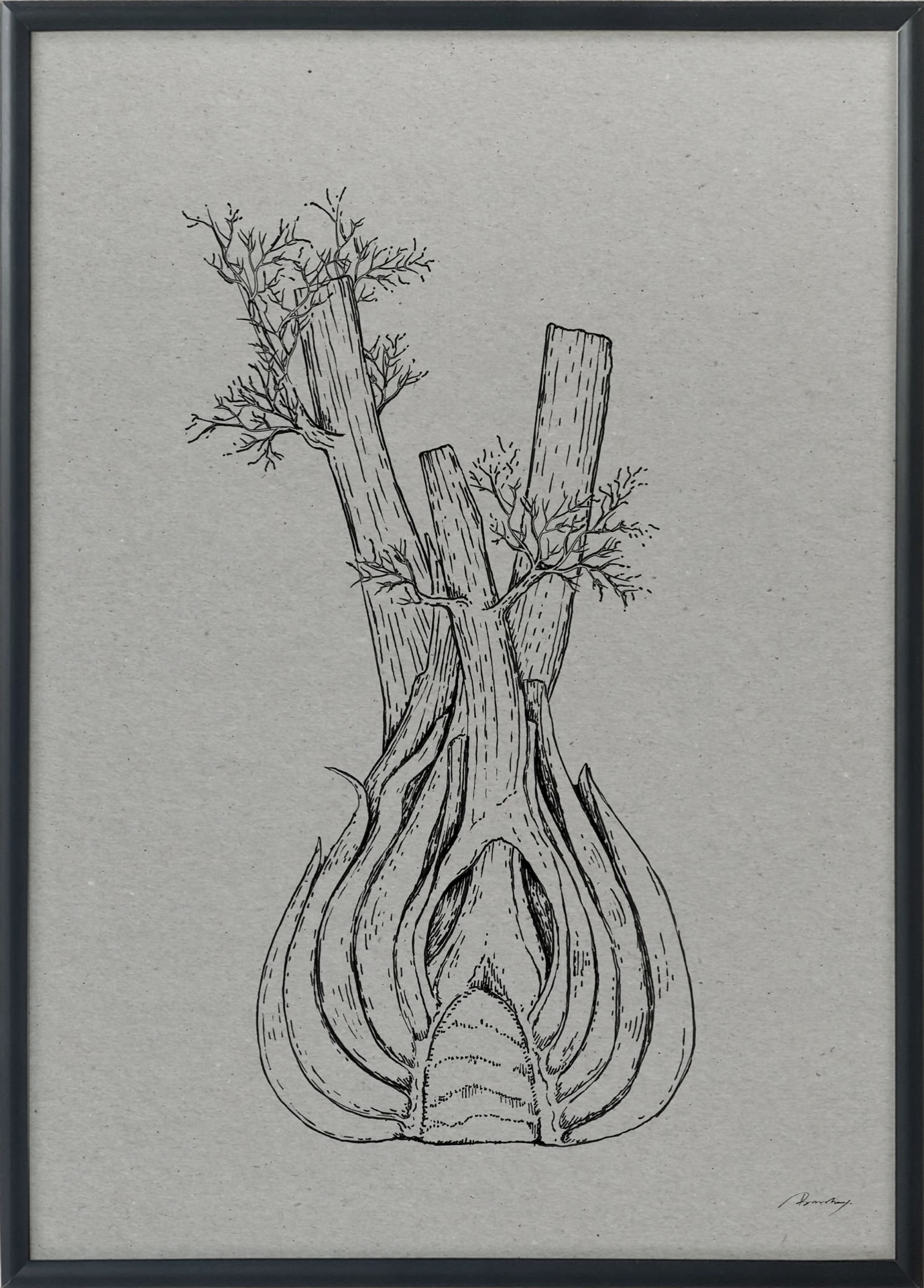 Split fennel